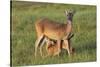 White-tailed Deer (Odocoileus virginianus) female with young-Larry Ditto-Stretched Canvas