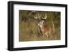 White-tailed Deer (Odocoileus virginianus) in cactus, grass and thornbrush habitat-Larry Ditto-Framed Photographic Print