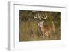 White-tailed Deer (Odocoileus virginianus) in cactus, grass and thornbrush habitat-Larry Ditto-Framed Photographic Print