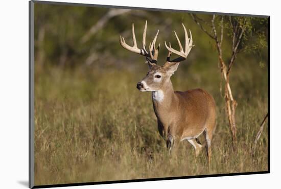 White-tailed Deer (Odocoileus virginianus) in cactus, grass and thornbrush habitat-Larry Ditto-Mounted Photographic Print