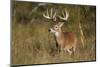 White-tailed Deer (Odocoileus virginianus) in cactus, grass and thornbrush habitat-Larry Ditto-Mounted Photographic Print
