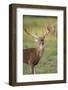 White-tailed Deer (Odocoileus virginianus) in cactus, grass and thornbrush habitat-Larry Ditto-Framed Photographic Print