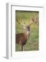 White-tailed Deer (Odocoileus virginianus) in cactus, grass and thornbrush habitat-Larry Ditto-Framed Photographic Print