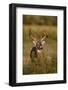 White-tailed Deer (Odocoileus virginianus) in cactus, grass and thornbrush habitat-Larry Ditto-Framed Photographic Print