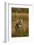 White-tailed Deer (Odocoileus virginianus) in cactus, grass and thornbrush habitat-Larry Ditto-Framed Photographic Print