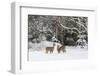 White-Tailed Deer (Odocoileus Virginianus) In Snow, Acadia National Park, Maine, USA, February-George Sanker-Framed Photographic Print