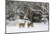 White-Tailed Deer (Odocoileus Virginianus) In Snow, Acadia National Park, Maine, USA, February-George Sanker-Mounted Photographic Print
