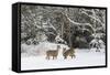 White-Tailed Deer (Odocoileus Virginianus) In Snow, Acadia National Park, Maine, USA, February-George Sanker-Framed Stretched Canvas