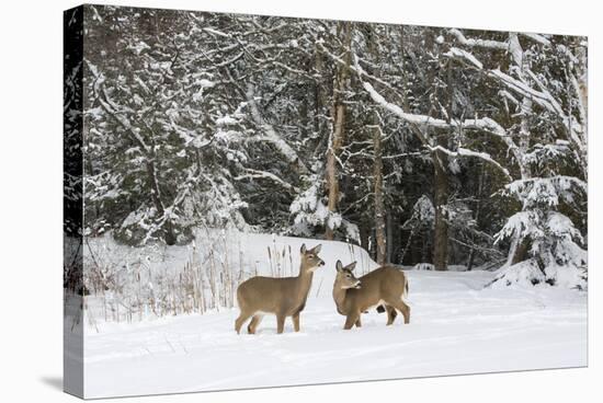 White-Tailed Deer (Odocoileus Virginianus) In Snow, Acadia National Park, Maine, USA, February-George Sanker-Stretched Canvas