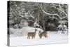 White-Tailed Deer (Odocoileus Virginianus) In Snow, Acadia National Park, Maine, USA, February-George Sanker-Stretched Canvas