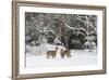White-Tailed Deer (Odocoileus Virginianus) In Snow, Acadia National Park, Maine, USA, February-George Sanker-Framed Photographic Print