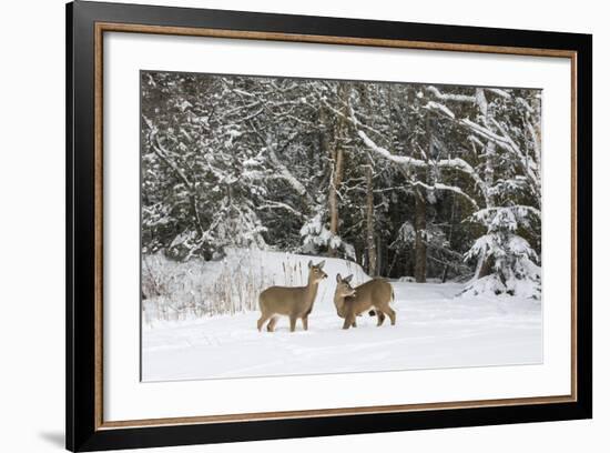 White-Tailed Deer (Odocoileus Virginianus) In Snow, Acadia National Park, Maine, USA, February-George Sanker-Framed Photographic Print