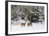 White-Tailed Deer (Odocoileus Virginianus) In Snow, Acadia National Park, Maine, USA, February-George Sanker-Framed Photographic Print