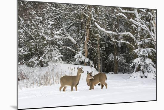 White-Tailed Deer (Odocoileus Virginianus) In Snow, Acadia National Park, Maine, USA, February-George Sanker-Mounted Photographic Print