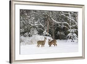 White-Tailed Deer (Odocoileus Virginianus) In Snow, Acadia National Park, Maine, USA, February-George Sanker-Framed Photographic Print