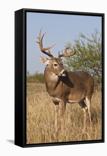 White-Tailed Deer (Odocoileus Virginianus) Male in Habitat, Texas, USA-Larry Ditto-Framed Stretched Canvas