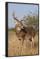 White-Tailed Deer (Odocoileus Virginianus) Male in Habitat, Texas, USA-Larry Ditto-Framed Photographic Print