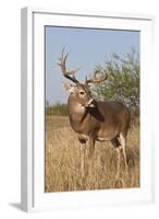 White-Tailed Deer (Odocoileus Virginianus) Male in Habitat, Texas, USA-Larry Ditto-Framed Photographic Print