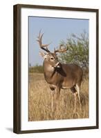 White-Tailed Deer (Odocoileus Virginianus) Male in Habitat, Texas, USA-Larry Ditto-Framed Photographic Print