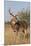 White-Tailed Deer (Odocoileus Virginianus) Male in Habitat, Texas, USA-Larry Ditto-Mounted Photographic Print