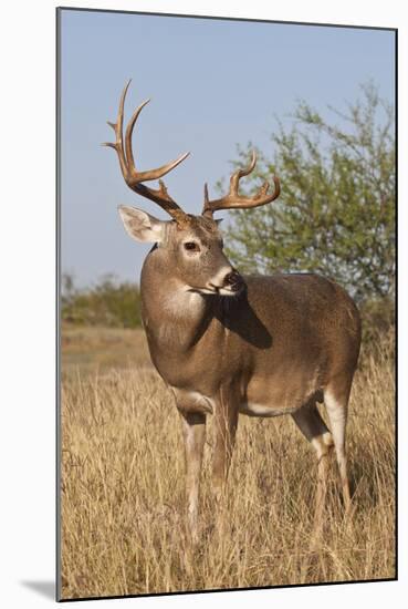 White-Tailed Deer (Odocoileus Virginianus) Male in Habitat, Texas, USA-Larry Ditto-Mounted Photographic Print