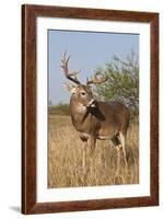 White-Tailed Deer (Odocoileus Virginianus) Male in Habitat, Texas, USA-Larry Ditto-Framed Photographic Print