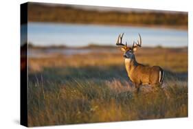 White-Tailed Deer (Odocoileus Virginianus) Male in Habitat, Texas, USA-Larry Ditto-Stretched Canvas