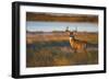 White-Tailed Deer (Odocoileus Virginianus) Male in Habitat, Texas, USA-Larry Ditto-Framed Photographic Print