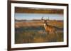 White-Tailed Deer (Odocoileus Virginianus) Male in Habitat, Texas, USA-Larry Ditto-Framed Photographic Print