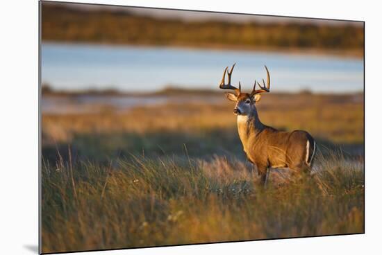 White-Tailed Deer (Odocoileus Virginianus) Male in Habitat, Texas, USA-Larry Ditto-Mounted Photographic Print