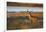 White-Tailed Deer (Odocoileus Virginianus) Male in Habitat, Texas, USA-Larry Ditto-Framed Photographic Print