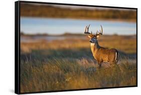 White-Tailed Deer (Odocoileus Virginianus) Male in Habitat, Texas, USA-Larry Ditto-Framed Stretched Canvas