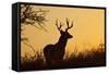 White-Tailed Deer (Odocoileus Virginianus) Male in Habitat, Texas, USA-Larry Ditto-Framed Stretched Canvas