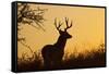 White-Tailed Deer (Odocoileus Virginianus) Male in Habitat, Texas, USA-Larry Ditto-Framed Stretched Canvas