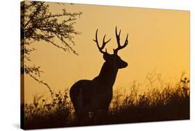 White-Tailed Deer (Odocoileus Virginianus) Male in Habitat, Texas, USA-Larry Ditto-Stretched Canvas