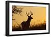 White-Tailed Deer (Odocoileus Virginianus) Male in Habitat, Texas, USA-Larry Ditto-Framed Photographic Print