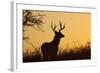 White-Tailed Deer (Odocoileus Virginianus) Male in Habitat, Texas, USA-Larry Ditto-Framed Photographic Print