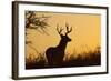 White-Tailed Deer (Odocoileus Virginianus) Male in Habitat, Texas, USA-Larry Ditto-Framed Photographic Print