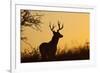 White-Tailed Deer (Odocoileus Virginianus) Male in Habitat, Texas, USA-Larry Ditto-Framed Photographic Print