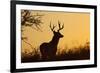 White-Tailed Deer (Odocoileus Virginianus) Male in Habitat, Texas, USA-Larry Ditto-Framed Photographic Print