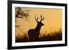 White-Tailed Deer (Odocoileus Virginianus) Male in Habitat, Texas, USA-Larry Ditto-Framed Photographic Print