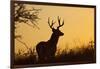 White-Tailed Deer (Odocoileus Virginianus) Male in Habitat, Texas, USA-Larry Ditto-Framed Photographic Print