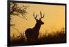 White-Tailed Deer (Odocoileus Virginianus) Male in Habitat, Texas, USA-Larry Ditto-Framed Photographic Print