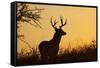 White-Tailed Deer (Odocoileus Virginianus) Male in Habitat, Texas, USA-Larry Ditto-Framed Stretched Canvas