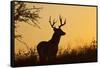 White-Tailed Deer (Odocoileus Virginianus) Male in Habitat, Texas, USA-Larry Ditto-Framed Stretched Canvas