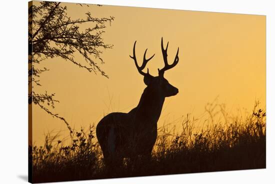 White-Tailed Deer (Odocoileus Virginianus) Male in Habitat, Texas, USA-Larry Ditto-Stretched Canvas