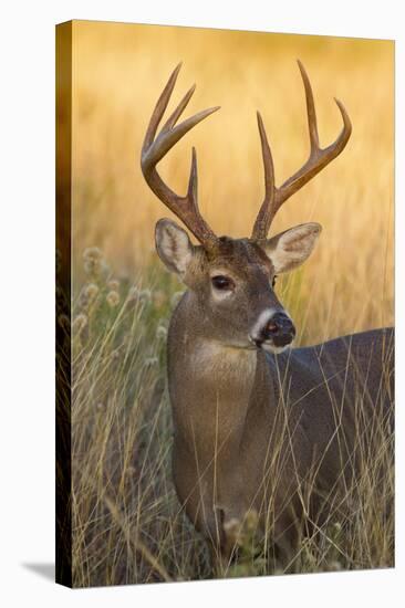 White-Tailed Deer (Odocoileus Virginianus) Male in Habitat, Texas, USA-Larry Ditto-Stretched Canvas