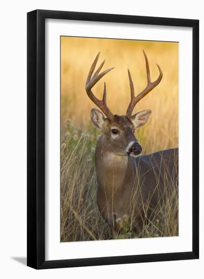 White-Tailed Deer (Odocoileus Virginianus) Male in Habitat, Texas, USA-Larry Ditto-Framed Premium Photographic Print