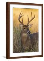 White-Tailed Deer (Odocoileus Virginianus) Male in Habitat, Texas, USA-Larry Ditto-Framed Photographic Print