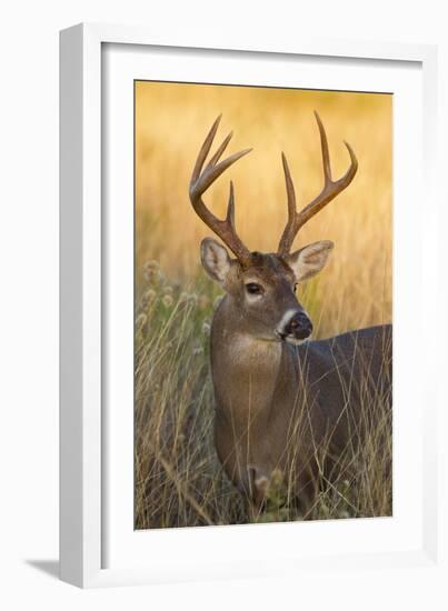 White-Tailed Deer (Odocoileus Virginianus) Male in Habitat, Texas, USA-Larry Ditto-Framed Photographic Print